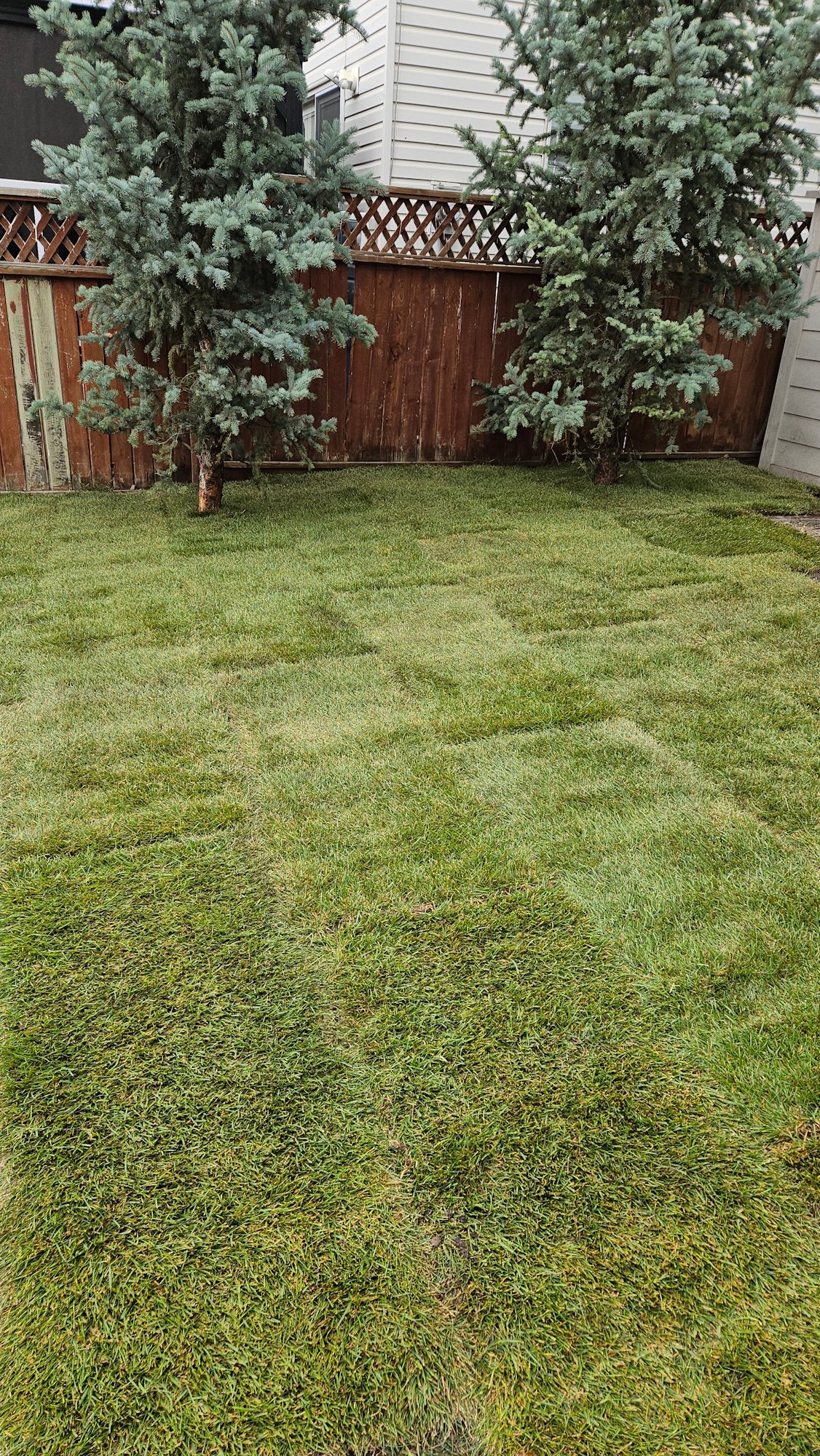 Before lawn care